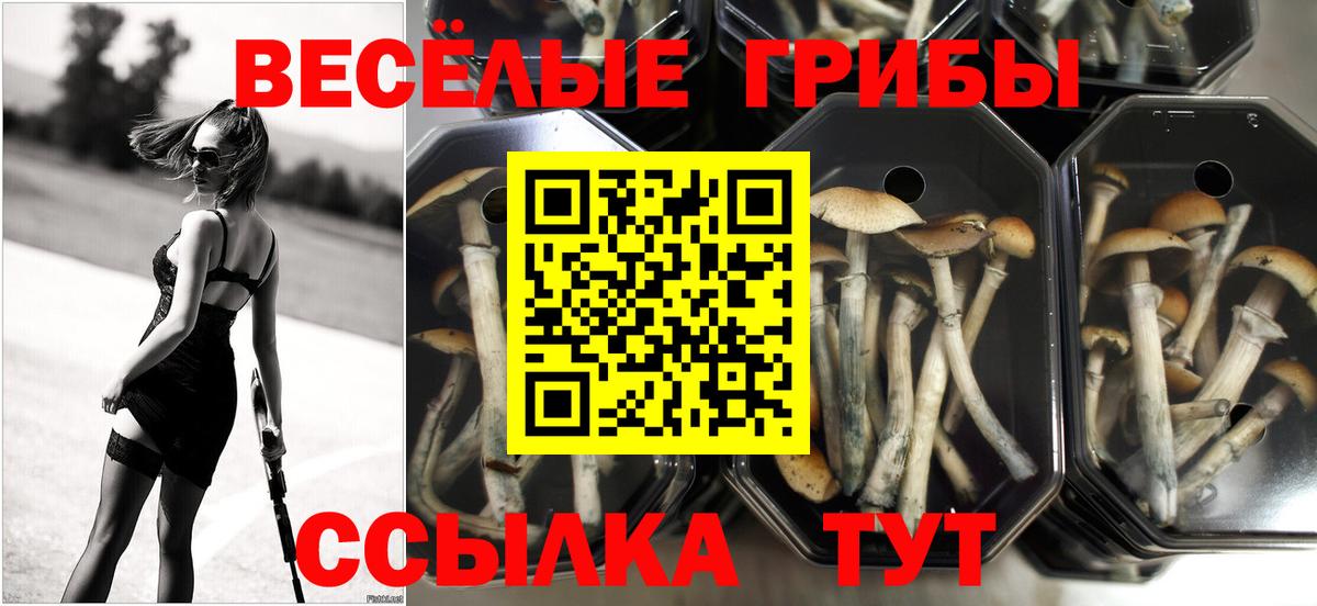 Галлюциногенные грибы Psilocybe Донецк